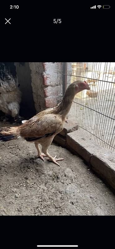 hen available for sale 3