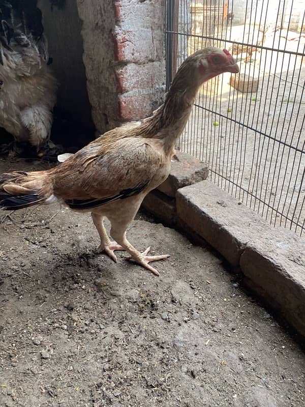 hen available for sale 4