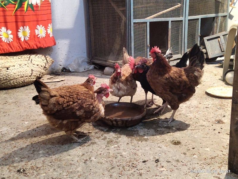 Misri Egg laying Hens and Roaster 0