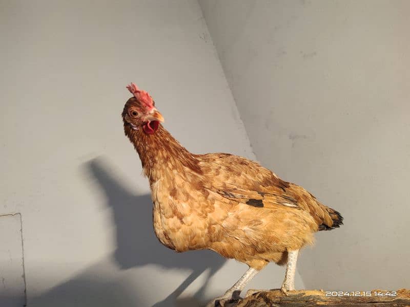 Misri Egg laying Hens and Roaster 1