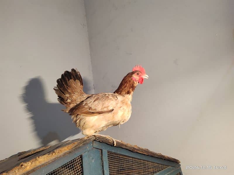 Misri Egg laying Hens and Roaster 3