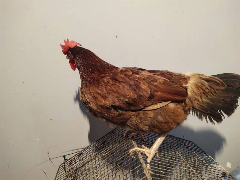 Misri Egg laying Hens and Roaster 5