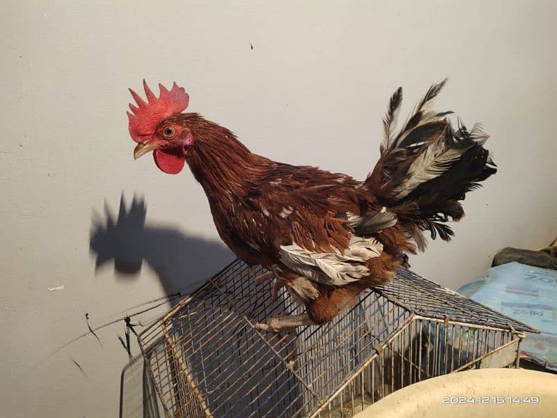 Misri Egg laying Hens and Roaster 6