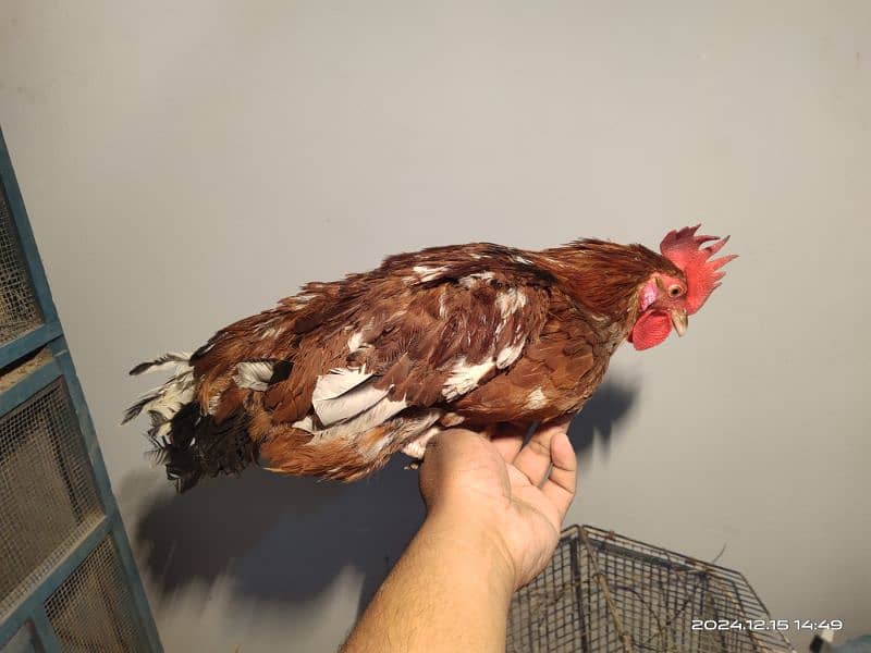 Misri Egg laying Hens and Roaster 7