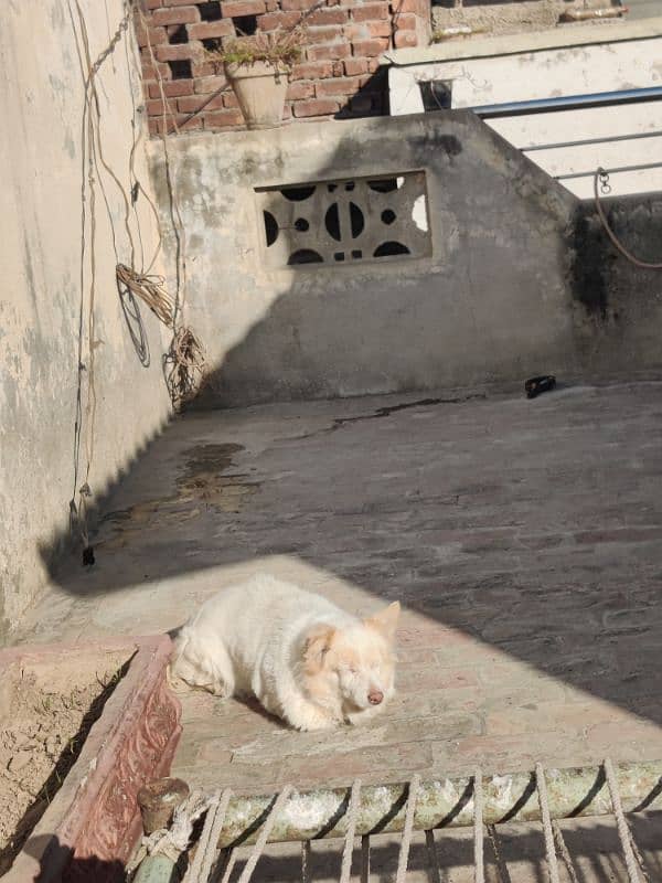 Russian dog pair 9