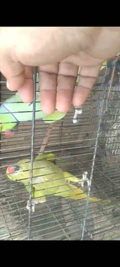 Green ringneck pair(03149364300)