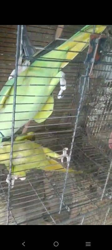 Green ringneck pair(03149364300) 1