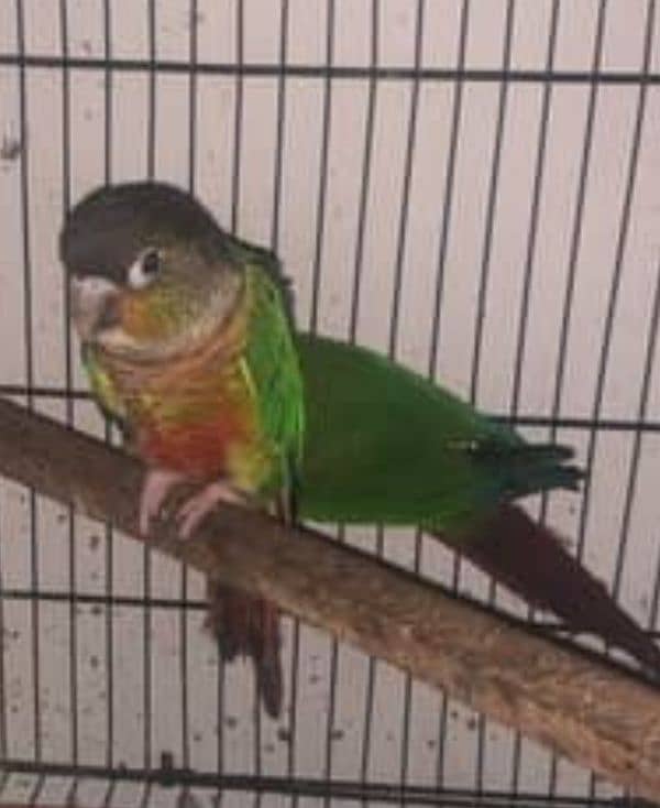 Green conure & pinaple 0