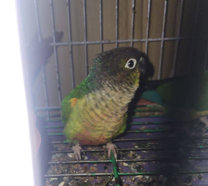 Green conure & pinaple 2