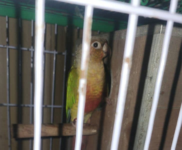 Green conure & pinaple 3