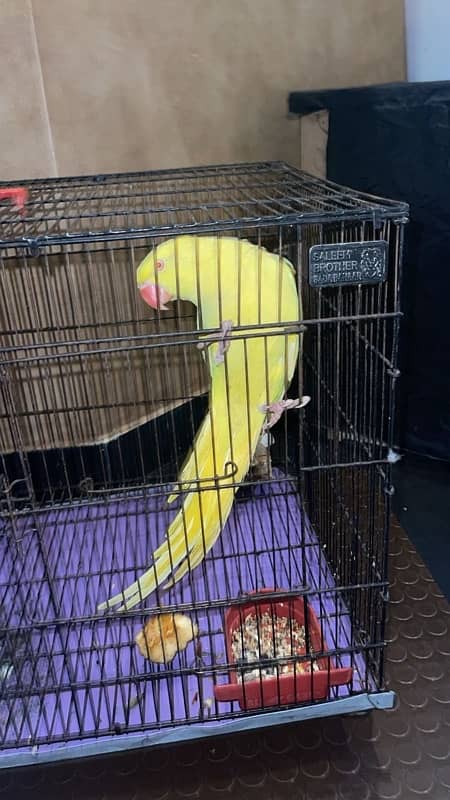 yellow ring neck/ bird 0