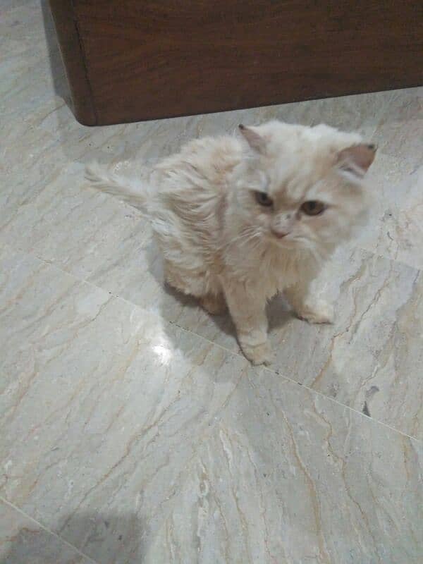 pure persian kitten 3