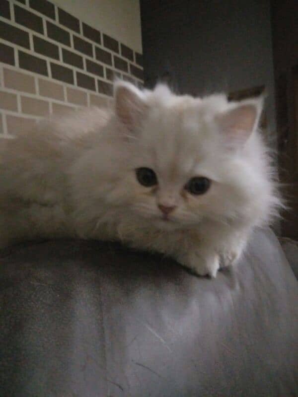 pure persian kitten 4