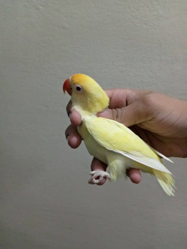 Creamino Decino Breeder Pair lovebird exchange possible cages folding 0