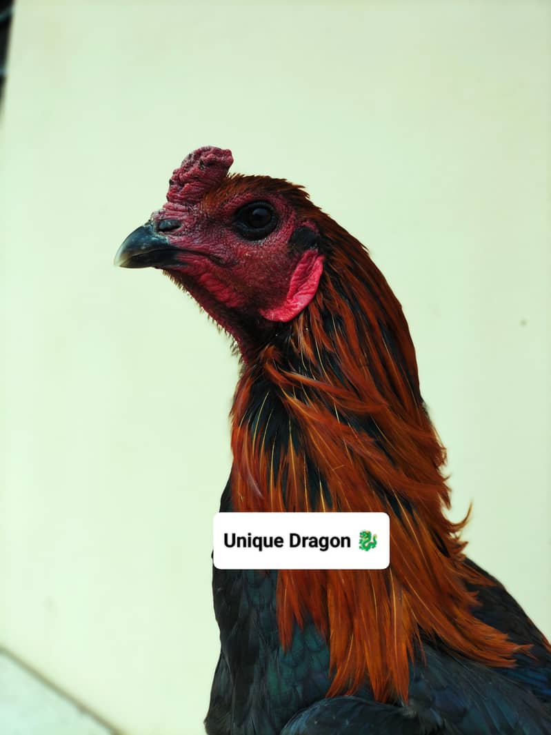 Pure Dragon Black skin Chicks Available 0