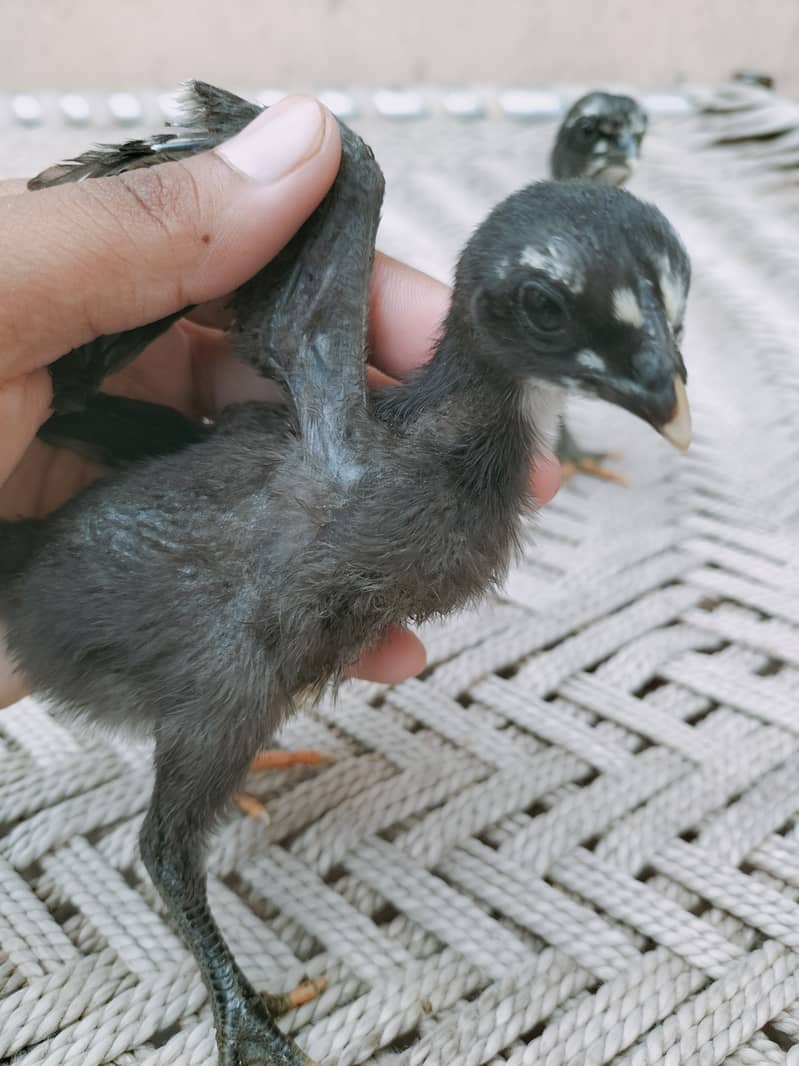 Pure Dragon Black skin Chicks Available 1