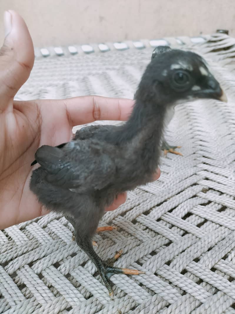 Pure Dragon Black skin Chicks Available 2