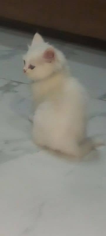 triple coat  female persian cat       10k is final 1