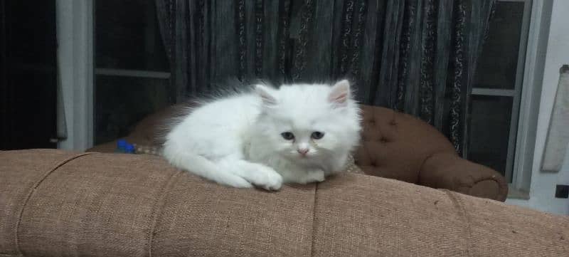 triple coat  female persian cat       10k is final 3