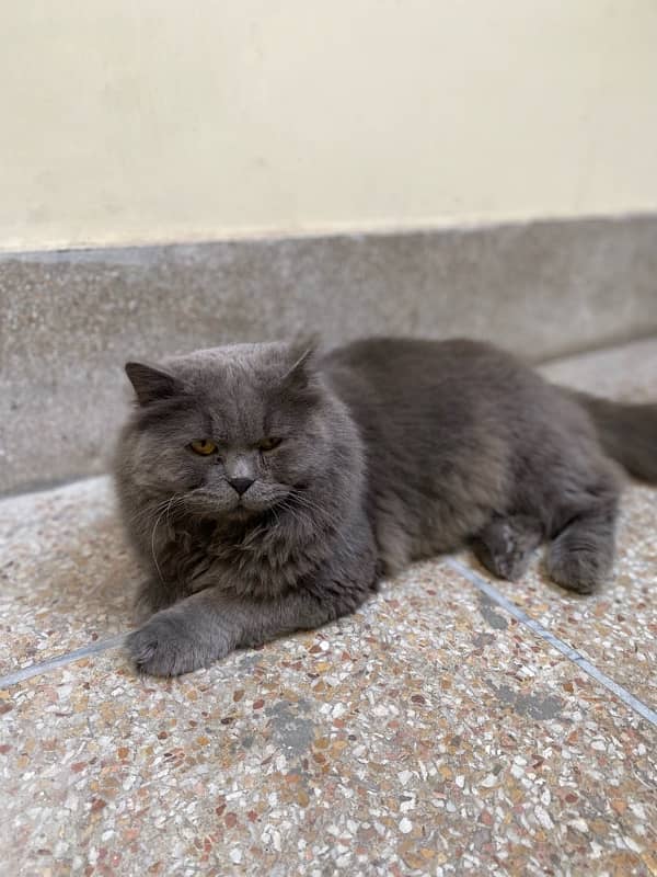 Persian cats male full active 0