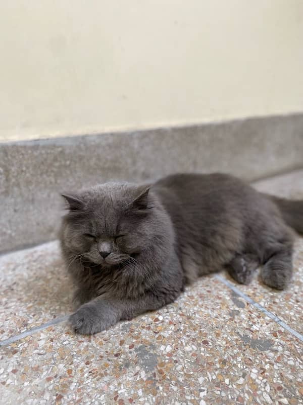 Persian cats male full active 1