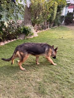 german shepherd double coat 6 months male