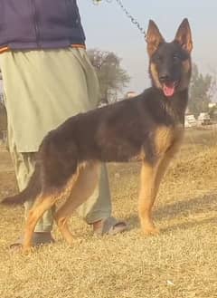 Belgium Shepherd double coat Secretary guard female 4 month for sale