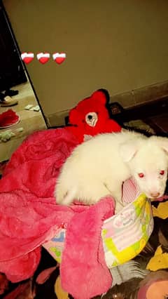 2 Months Old Pomeranian Puppy For sale