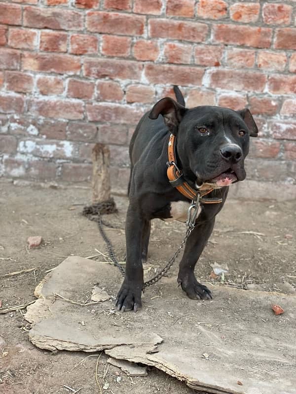 AMERICAN BLACK PITBULL 1