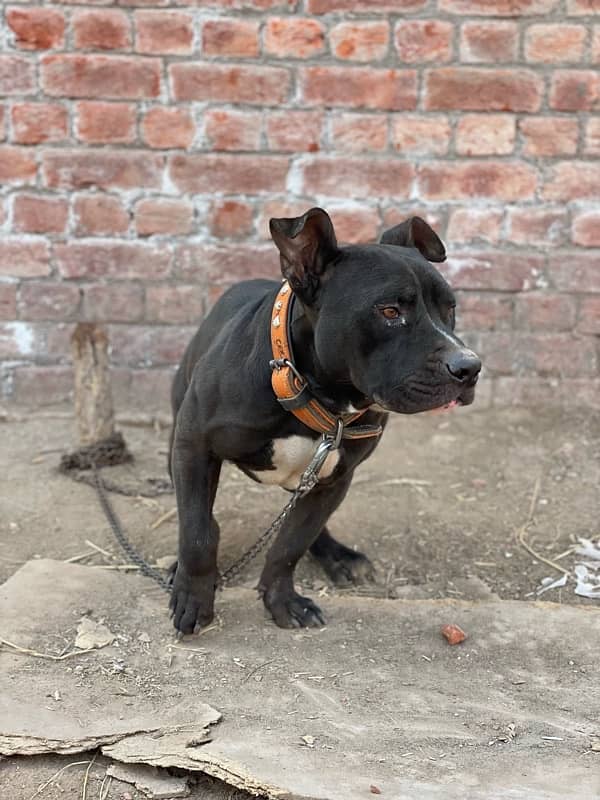 AMERICAN BLACK PITBULL 2