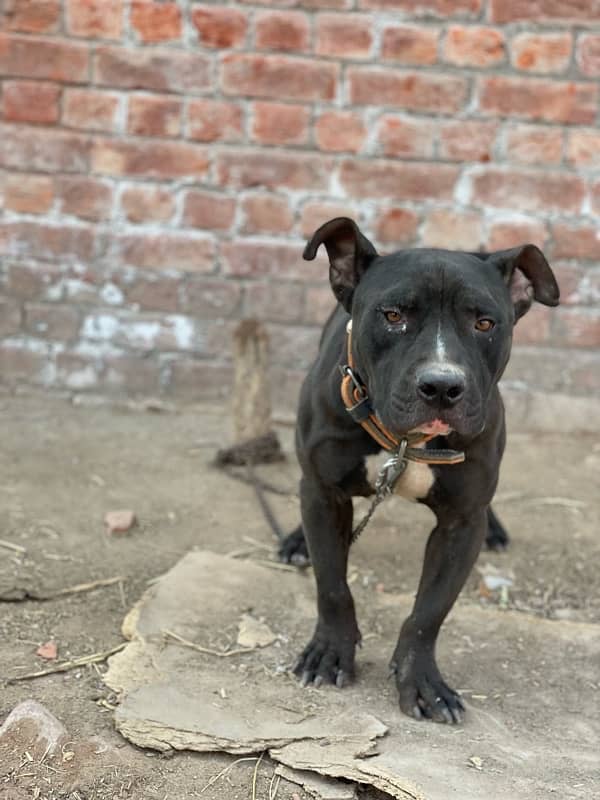 AMERICAN BLACK PITBULL 3