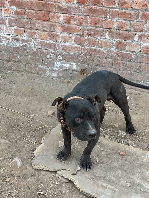 AMERICAN BLACK PITBULL 5