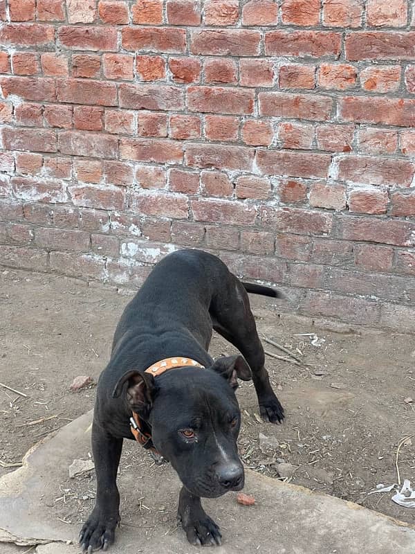 AMERICAN BLACK PITBULL 6