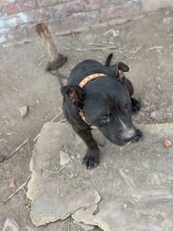 AMERICAN BLACK PITBULL 7