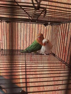 lovebirds