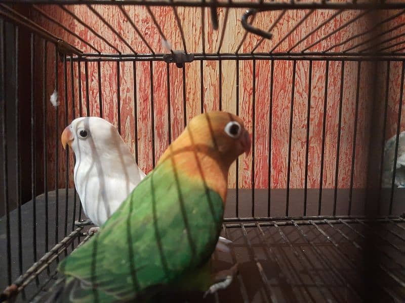 lovebirds 3