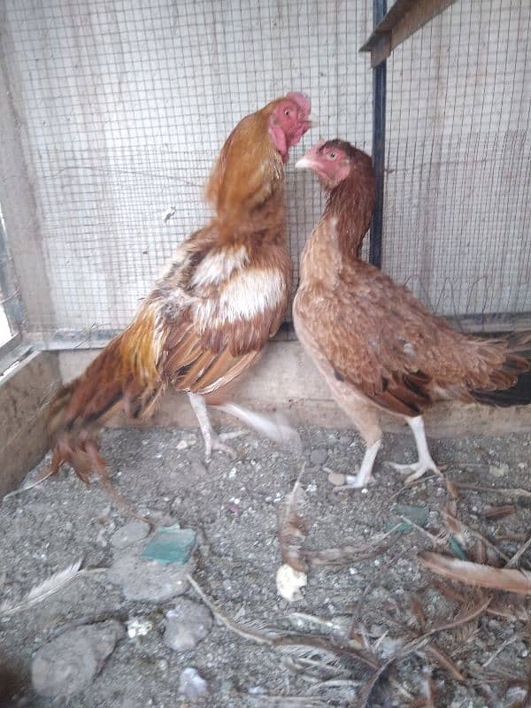 Aseel Pair for Sale 0