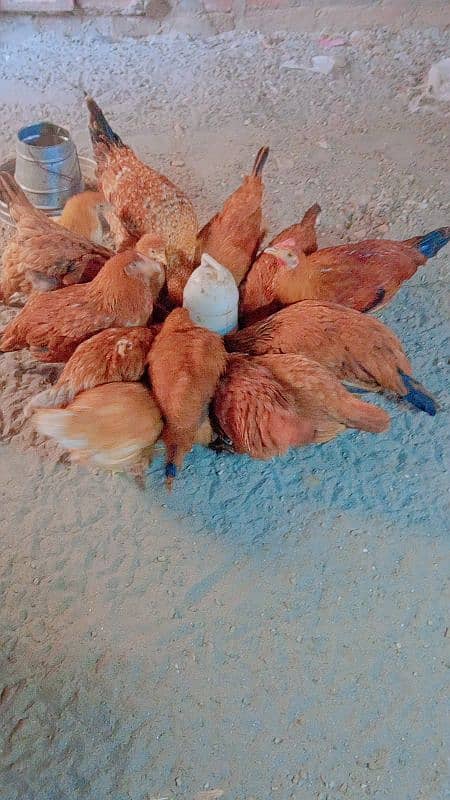 lohman brown rir hens for sale 0