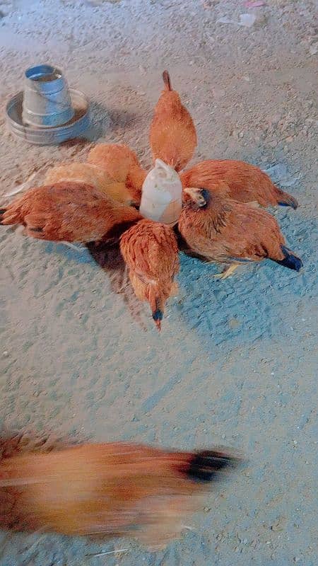 lohman brown rir hens for sale 1