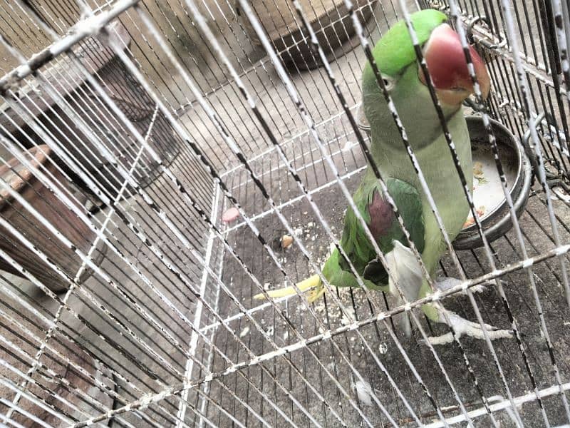 Raw parrot for sale 1