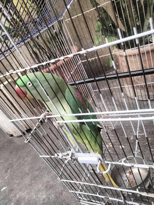 Raw parrot for sale 2