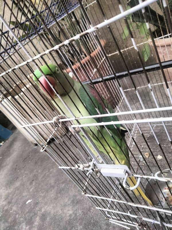 Raw parrot for sale 3