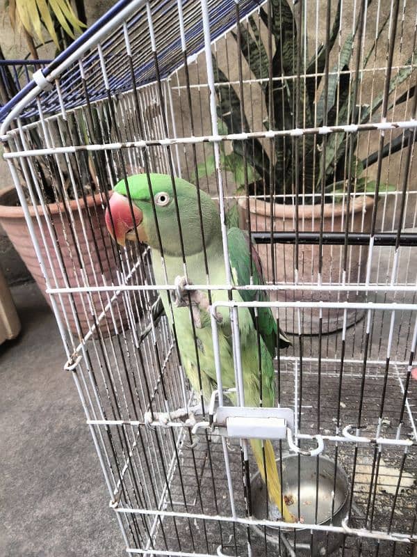 Raw parrot for sale 4