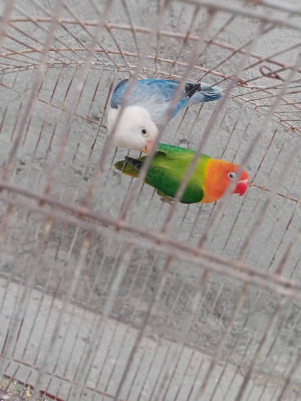 Love birds breeder pair 2 Year age 0