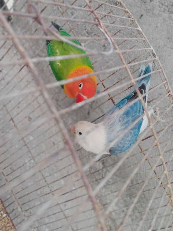 Love birds breeder pair 2 Year age 1