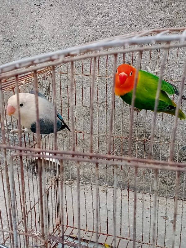 Love birds breeder pair 2 Year age 2