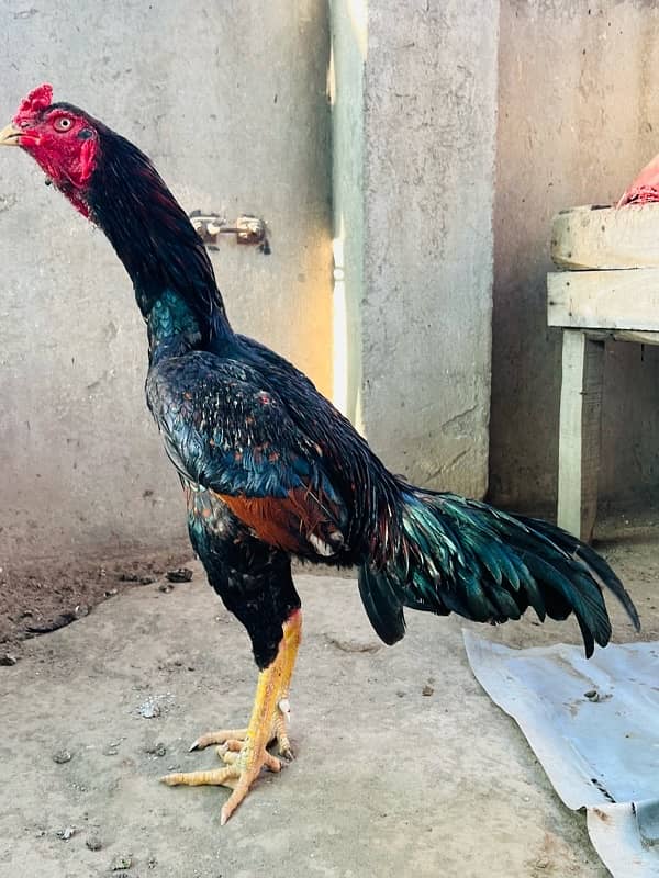 Lakha Mushka murga Pure Aseel Quality Bird 0