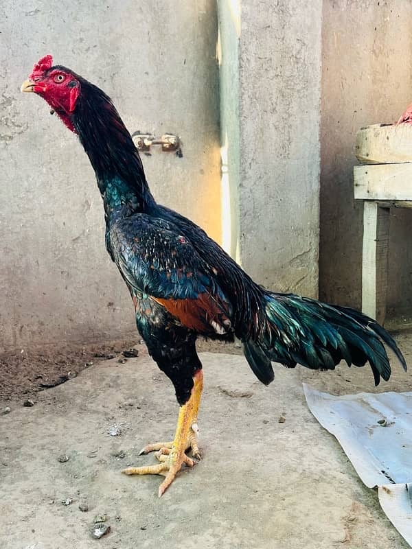 Lakha Mushka murga Pure Aseel Quality Bird 1