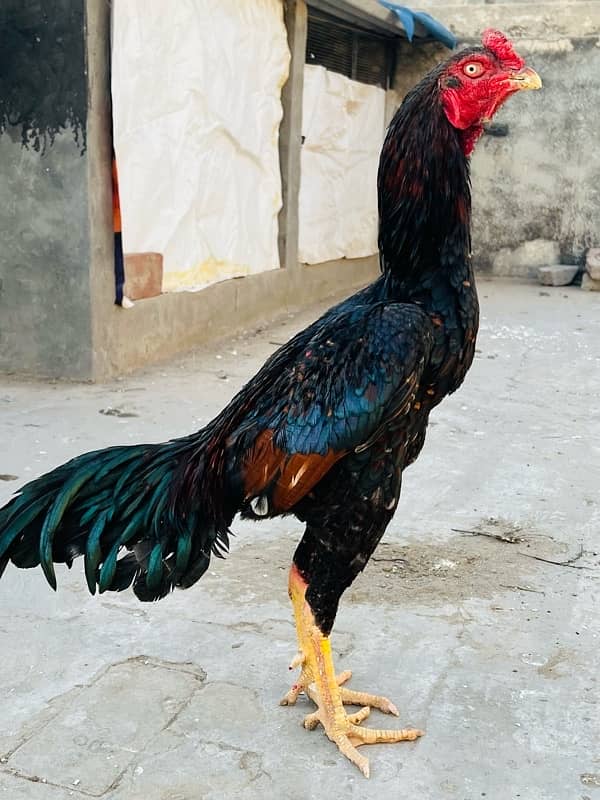 Lakha Mushka murga Pure Aseel Quality Bird 2