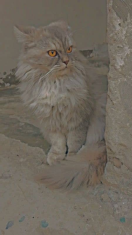 female Russian beautiful cat 0